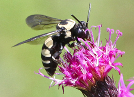 Triepeolus remigatus Triepeolus remigatus